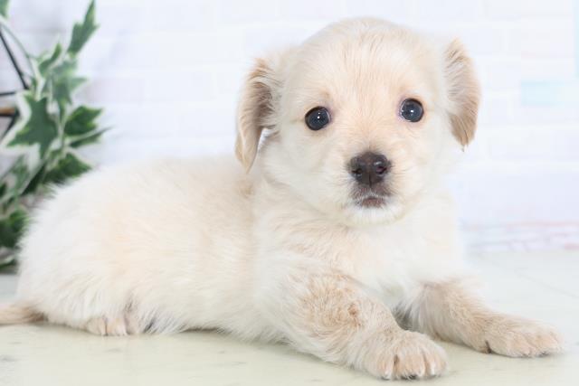 鹿児島県のチワックス(チワワ×ダックス) (Coo&RIKU鹿児島店/2025年12月3日生まれ/女の子/クリーム)の子犬の2枚目の画像