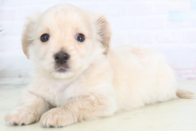 鹿児島県のチワックス(チワワ×ダックス) (Coo&RIKU鹿児島店/2025年12月3日生まれ/女の子/クリーム)の子犬の3枚目の画像