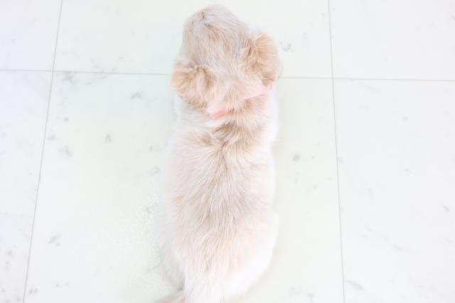 鹿児島県のチワックス(チワワ×ダックス) (Coo&RIKU鹿児島店/2025年12月3日生まれ/女の子/クリーム)の子犬の4枚目の画像