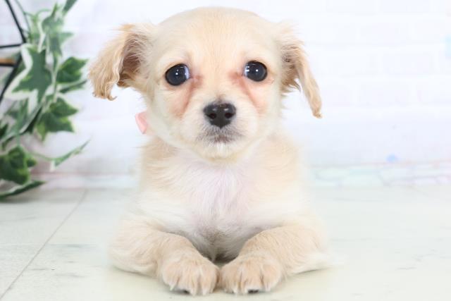 福岡県のチワックス(チワワ×ダックス) (Coo&RIKU福岡西店/2025年12月3日生まれ/女の子/クリーム)の子犬の1枚目の画像