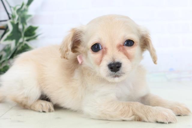 福岡県のチワックス(チワワ×ダックス) (Coo&RIKU福岡西店/2025年12月3日生まれ/女の子/クリーム)の子犬の2枚目の画像