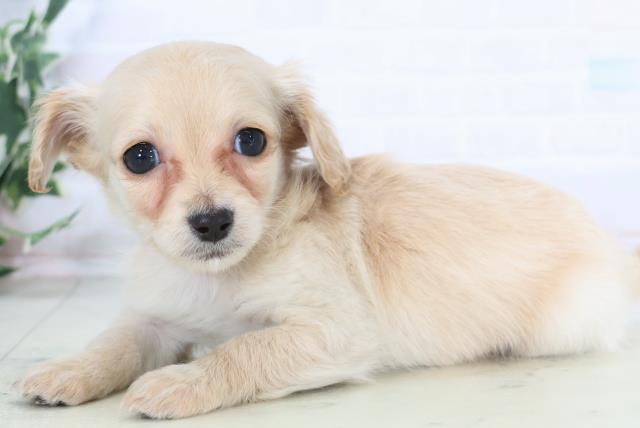 福岡県のチワックス(チワワ×ダックス) (Coo&RIKU福岡西店/2025年12月3日生まれ/女の子/クリーム)の子犬の3枚目の画像