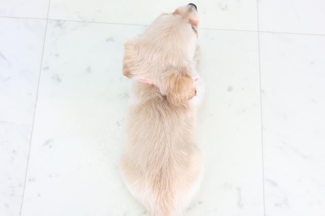 福岡県のチワックス(チワワ×ダックス) (Coo&RIKU福岡西店/2025年12月3日生まれ/女の子/クリーム)の子犬の4枚目の画像