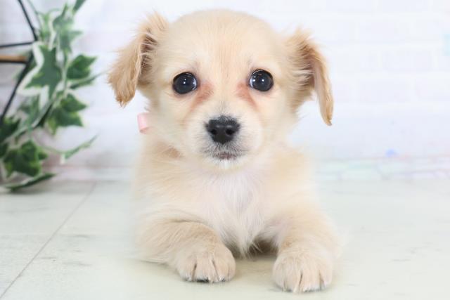 福岡県のチワックス(チワワ×ダックス) (Coo&RIKU福岡東店/2025年12月3日生まれ/女の子/クリーム)の子犬の1枚目の画像