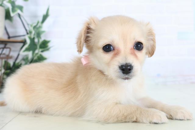 福岡県のチワックス(チワワ×ダックス) (Coo&RIKU福岡東店/2025年12月3日生まれ/女の子/クリーム)の子犬の2枚目の画像