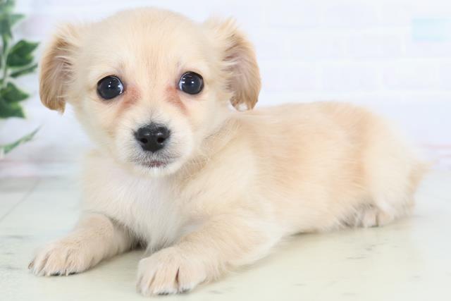 福岡県のチワックス(チワワ×ダックス) (Coo&RIKU福岡東店/2025年12月3日生まれ/女の子/クリーム)の子犬の3枚目の画像