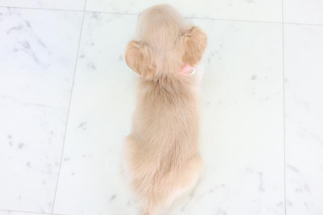 福岡県のチワックス(チワワ×ダックス) (Coo&RIKU福岡東店/2025年12月3日生まれ/女の子/クリーム)の子犬の4枚目の画像