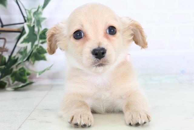 熊本県のチワックス(チワワ×ダックス) (Coo&RIKU宇土シティモール店/2025年12月3日生まれ/女の子/クリーム)の子犬の1枚目の画像