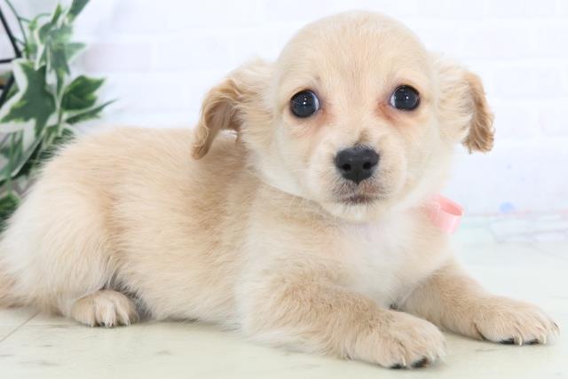 熊本県のチワックス(チワワ×ダックス) (Coo&RIKU宇土シティモール店/2025年12月3日生まれ/女の子/クリーム)の子犬の2枚目の画像