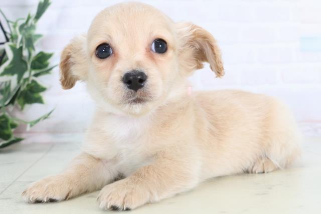 熊本県のチワックス(チワワ×ダックス) (Coo&RIKU宇土シティモール店/2025年12月3日生まれ/女の子/クリーム)の子犬の3枚目の画像