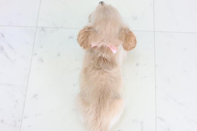 熊本県のチワックス(チワワ×ダックス) (Coo&RIKU宇土シティモール店/2025年12月3日生まれ/女の子/クリーム)の子犬の4枚目の画像