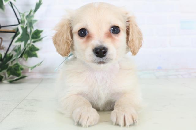 福岡県のチワックス(チワワ×ダックス) (Coo&RIKU福岡古賀店/2025年12月3日生まれ/男の子/クリーム)の子犬の1枚目の画像