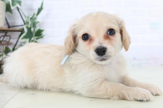 福岡県のチワックス(チワワ×ダックス) (Coo&RIKU福岡古賀店/2025年12月3日生まれ/男の子/クリーム)の子犬の2枚目の画像