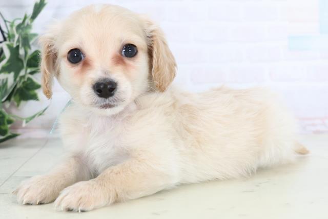 福岡県のチワックス(チワワ×ダックス) (Coo&RIKU福岡古賀店/2025年12月3日生まれ/男の子/クリーム)の子犬の3枚目の画像