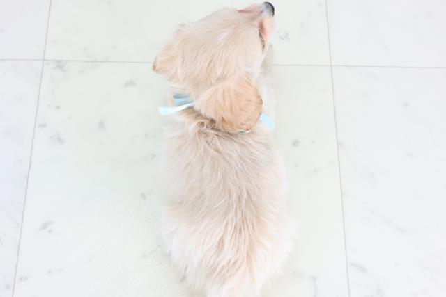 福岡県のチワックス(チワワ×ダックス) (Coo&RIKU福岡古賀店/2025年12月3日生まれ/男の子/クリーム)の子犬の4枚目の画像