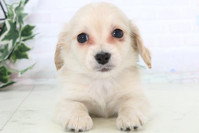 福岡県のチワックス(チワワ×ダックス) (Coo&RIKUフォレストシティ春日店/2025年12月3日生まれ/男の子/クリーム)の子犬の1枚目の画像