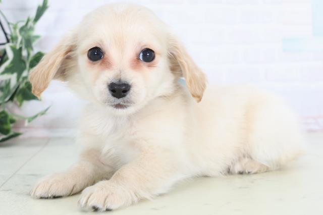 福岡県のチワックス(チワワ×ダックス) (Coo&RIKUフォレストシティ春日店/2025年12月3日生まれ/男の子/クリーム)の子犬の3枚目の画像