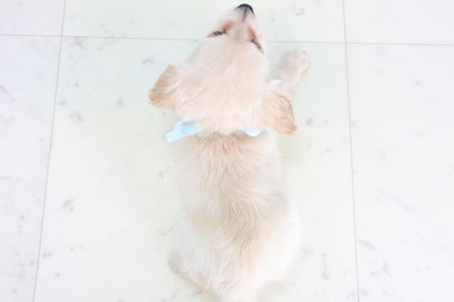 福岡県のチワックス(チワワ×ダックス) (Coo&RIKUフォレストシティ春日店/2025年12月3日生まれ/男の子/クリーム)の子犬の4枚目の画像