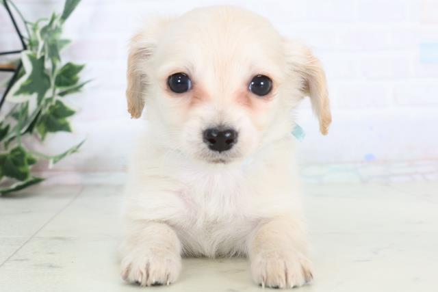 福岡県のチワックス(チワワ×ダックス) (Coo&RIKUゆめタウン飯塚店/2025年12月3日生まれ/男の子/クリーム)の子犬の1枚目の画像