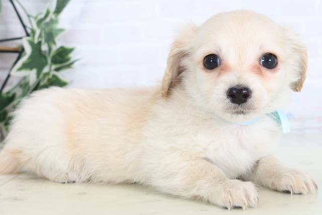 福岡県のチワックス(チワワ×ダックス) (Coo&RIKUゆめタウン飯塚店/2025年12月3日生まれ/男の子/クリーム)の子犬の2枚目の画像