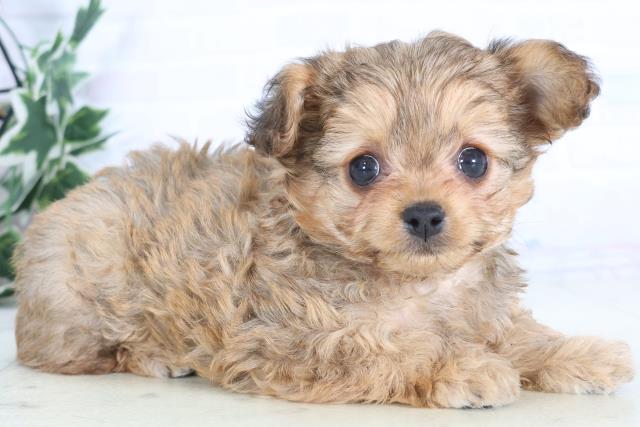 鹿児島県のチワプー/プーチー(チワワ×プードル) (Coo&RIKU鹿児島店/2025年12月1日生まれ/女の子/フォーン)の子犬の2枚目の画像