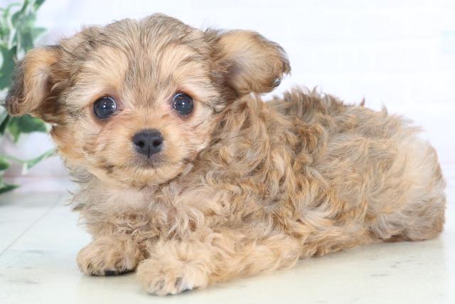 鹿児島県のチワプー/プーチー(チワワ×プードル) (Coo&RIKU鹿児島店/2025年12月1日生まれ/女の子/フォーン)の子犬の3枚目の画像