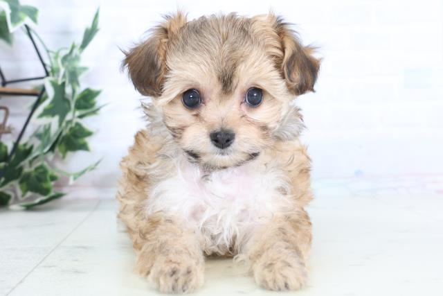 福岡県のチワプー/プーチー(チワワ×プードル) (Coo&RIKU小倉店/2025年12月1日生まれ/女の子/フォーン)の子犬の1枚目の画像