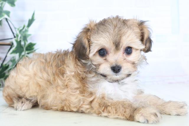 福岡県のチワプー/プーチー(チワワ×プードル) (Coo&RIKU小倉店/2025年12月1日生まれ/女の子/フォーン)の子犬の2枚目の画像