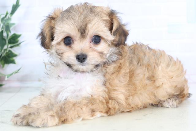 福岡県のチワプー/プーチー(チワワ×プードル) (Coo&RIKU小倉店/2025年12月1日生まれ/女の子/フォーン)の子犬の3枚目の画像