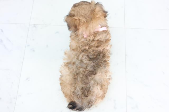 福岡県のチワプー/プーチー(チワワ×プードル) (Coo&RIKU小倉店/2025年12月1日生まれ/女の子/フォーン)の子犬の4枚目の画像