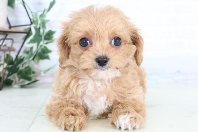 福岡県のチワプー/プーチー(チワワ×プードル) (Coo&RIKUフォレストシティ春日店/2025年12月1日生まれ/男の子/レッドホワイト)の子犬の1枚目の画像