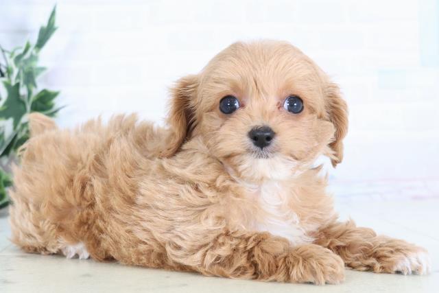 福岡県のチワプー/プーチー(チワワ×プードル) (Coo&RIKUフォレストシティ春日店/2025年12月1日生まれ/男の子/レッドホワイト)の子犬の2枚目の画像