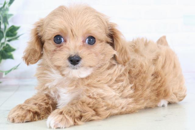 福岡県のチワプー/プーチー(チワワ×プードル) (Coo&RIKUフォレストシティ春日店/2025年12月1日生まれ/男の子/レッドホワイト)の子犬の3枚目の画像