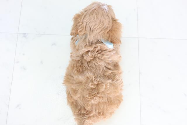 福岡県のチワプー/プーチー(チワワ×プードル) (Coo&RIKUフォレストシティ春日店/2025年12月1日生まれ/男の子/レッドホワイト)の子犬の4枚目の画像