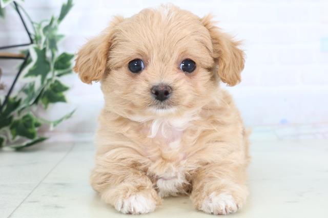 福岡県のチワプー/プーチー(チワワ×プードル) (Coo&RIKUゆめタウン飯塚店/2025年12月1日生まれ/女の子/レッドホワイト)の子犬の1枚目の画像