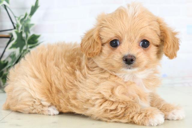 福岡県のチワプー/プーチー(チワワ×プードル) (Coo&RIKUゆめタウン飯塚店/2025年12月1日生まれ/女の子/レッドホワイト)の子犬の2枚目の画像