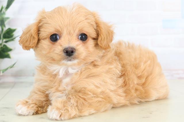 福岡県のチワプー/プーチー(チワワ×プードル) (Coo&RIKUゆめタウン飯塚店/2025年12月1日生まれ/女の子/レッドホワイト)の子犬の3枚目の画像