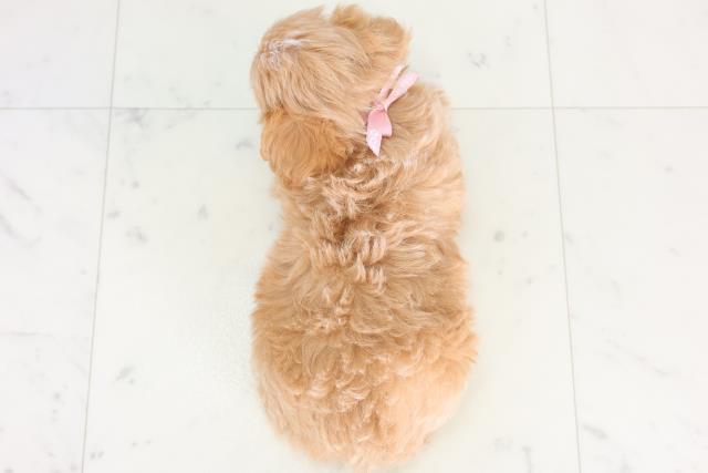 福岡県のチワプー/プーチー(チワワ×プードル) (Coo&RIKUゆめタウン飯塚店/2025年12月1日生まれ/女の子/レッドホワイト)の子犬の4枚目の画像