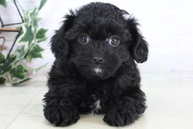 福岡県のチワプー/プーチー(チワワ×プードル) (Coo&RIKUゆめタウン飯塚店/2025年12月1日生まれ/女の子/ブラックホワイト)の子犬の1枚目の画像