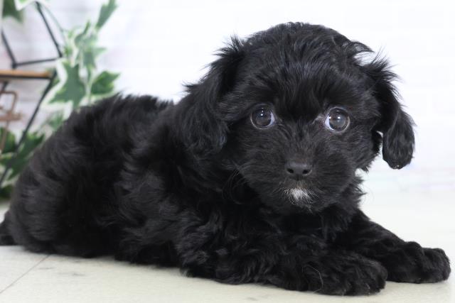 福岡県のチワプー/プーチー(チワワ×プードル) (Coo&RIKUゆめタウン飯塚店/2025年12月1日生まれ/女の子/ブラックホワイト)の子犬の2枚目の画像