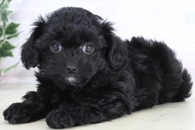 福岡県のチワプー/プーチー(チワワ×プードル) (Coo&RIKUゆめタウン飯塚店/2025年12月1日生まれ/女の子/ブラックホワイト)の子犬の3枚目の画像