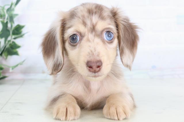 熊本県のミニチュアダックスフンド(ロング) (Coo&RIKU熊本店/2025年12月1日生まれ/女の子/チョコレートダップル)の子犬の1枚目の画像