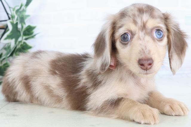 熊本県のミニチュアダックスフンド(ロング) (Coo&RIKU熊本店/2025年12月1日生まれ/女の子/チョコレートダップル)の子犬の2枚目の画像