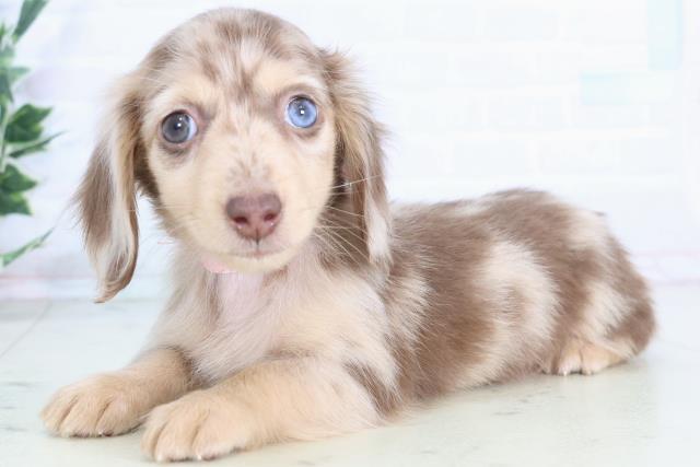 熊本県のミニチュアダックスフンド(ロング) (Coo&RIKU熊本店/2025年12月1日生まれ/女の子/チョコレートダップル)の子犬の3枚目の画像