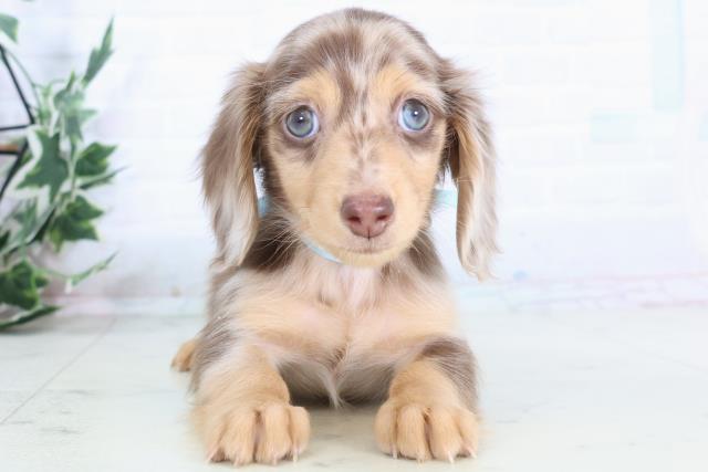 沖縄県のミニチュアダックスフンド(ロング) (Coo&RIKU沖縄浦添店/2025年12月1日生まれ/男の子/チョコレートダップル)の子犬の1枚目の画像