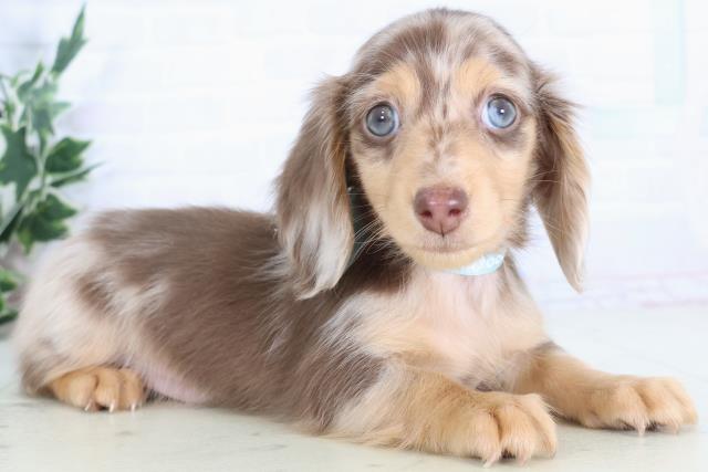 沖縄県のミニチュアダックスフンド(ロング) (Coo&RIKU沖縄浦添店/2025年12月1日生まれ/男の子/チョコレートダップル)の子犬の2枚目の画像