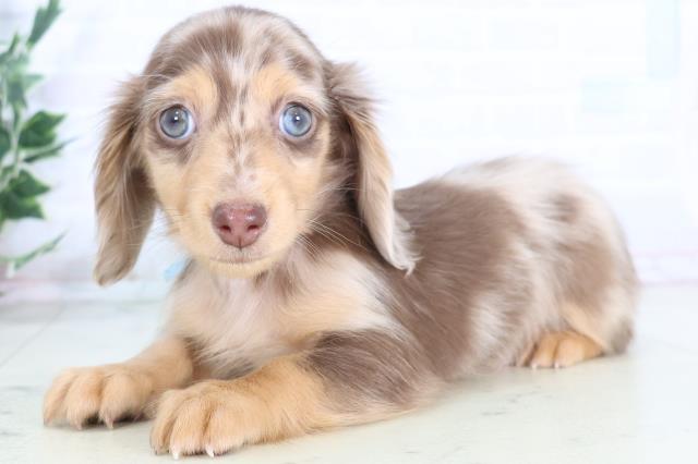 沖縄県のミニチュアダックスフンド(ロング) (Coo&RIKU沖縄浦添店/2025年12月1日生まれ/男の子/チョコレートダップル)の子犬の3枚目の画像