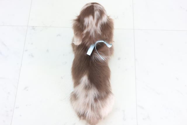 沖縄県のミニチュアダックスフンド(ロング) (Coo&RIKU沖縄浦添店/2025年12月1日生まれ/男の子/チョコレートダップル)の子犬の4枚目の画像