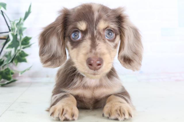 福岡県のミニチュアダックスフンド(ロング) (Coo&RIKU筑後店/2025年12月1日生まれ/男の子/チョコレートダップル)の子犬の1枚目の画像