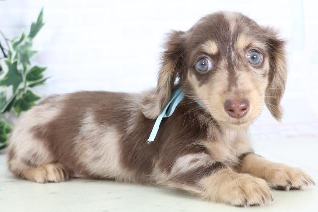 福岡県のミニチュアダックスフンド(ロング) (Coo&RIKU筑後店/2025年12月1日生まれ/男の子/チョコレートダップル)の子犬の2枚目の画像